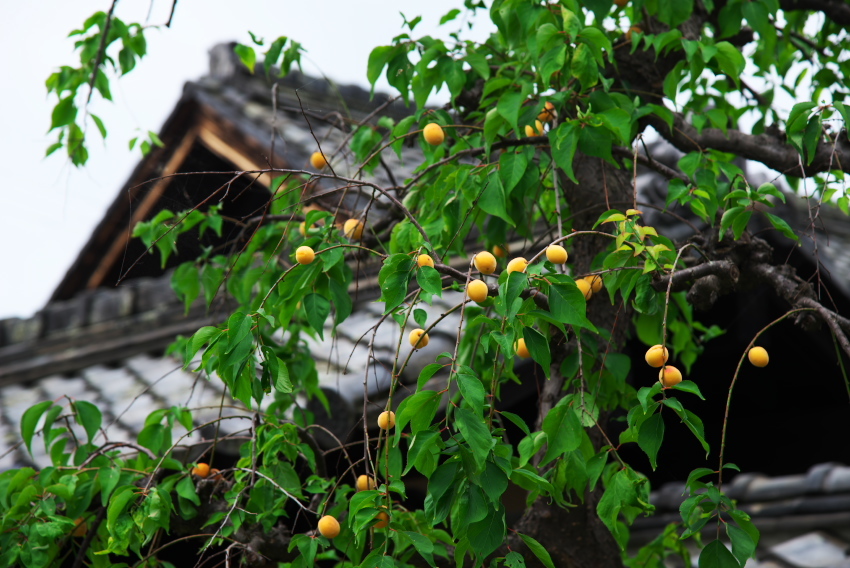 a0263109_15571379.jpg