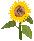 a0305046_08313572.gif
