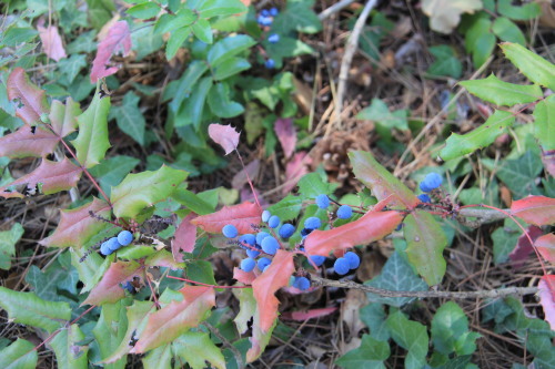 c0011649_06510412.jpg
