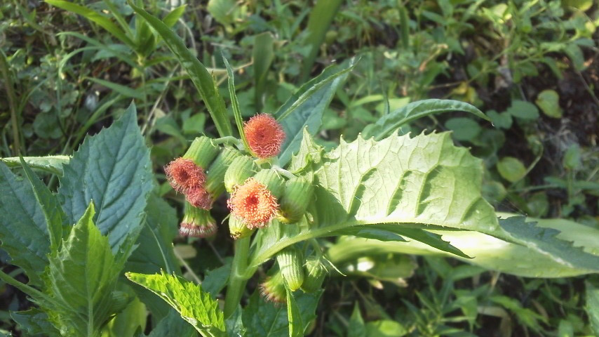 e0036151_20164938.jpg
