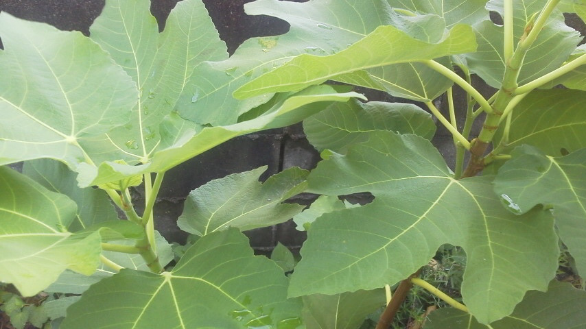 e0036151_20170368.jpg