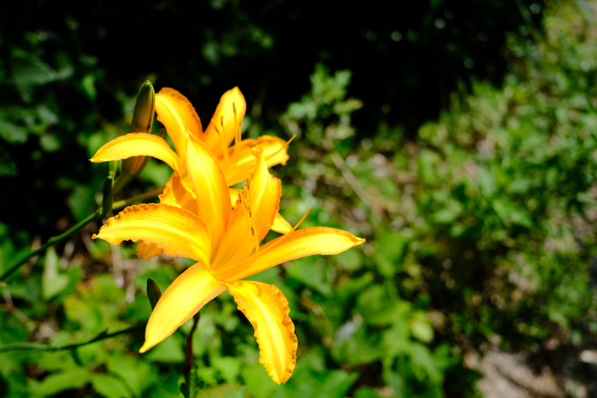 c0084666_20373343.jpg