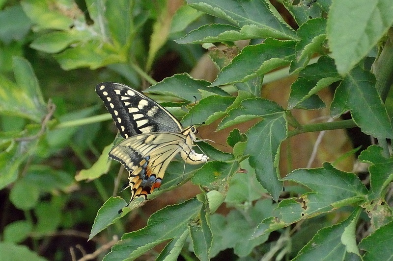 f0031682_18162045.jpg