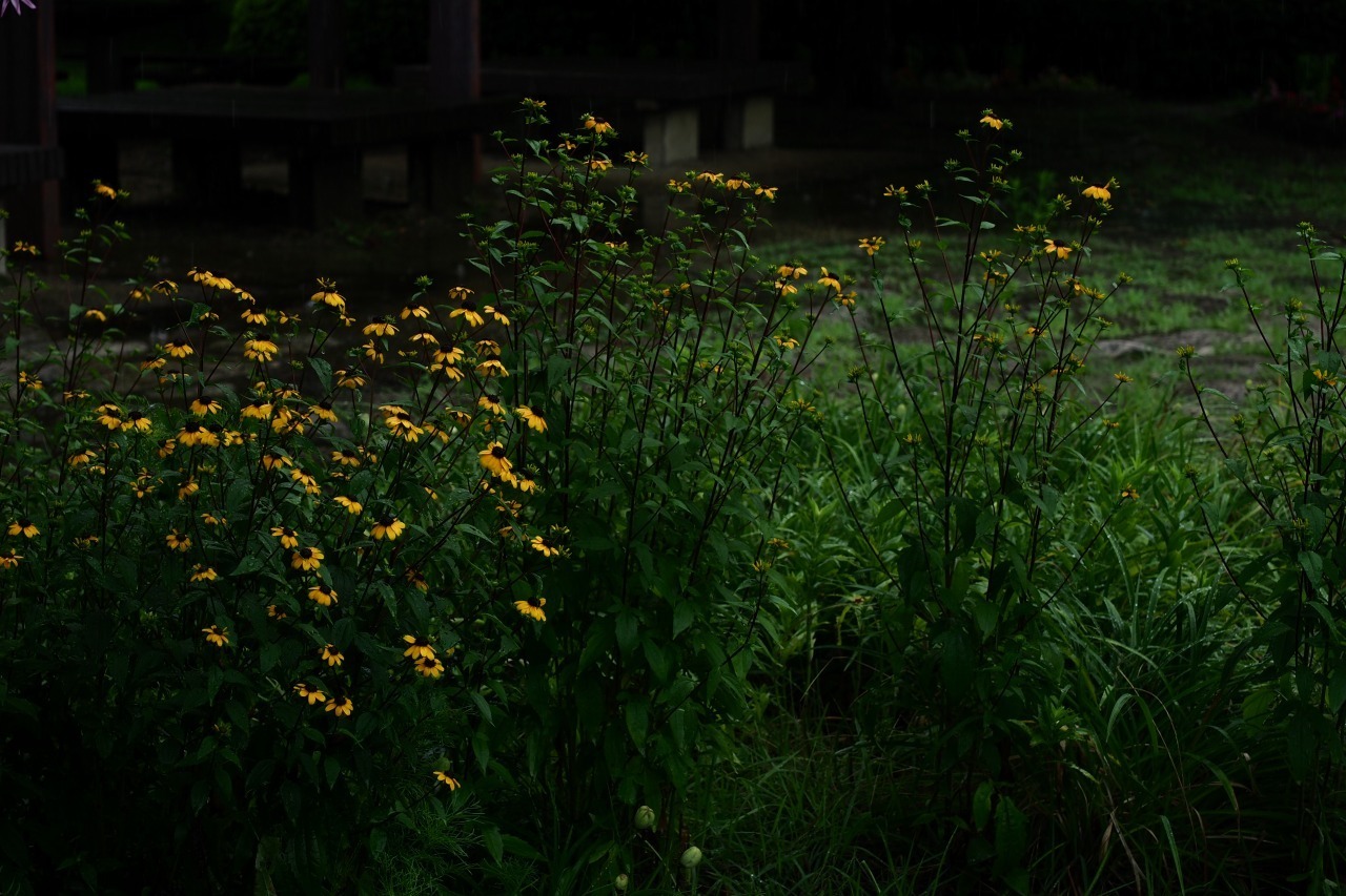 c0082800_16170236.jpg