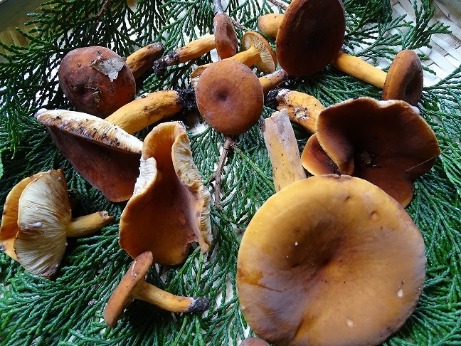 f0360815_15225655.jpg