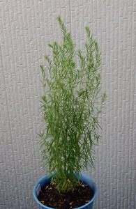 e0033229_1819757.jpg
