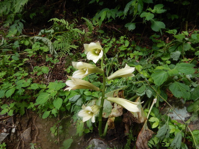 f0118332_17165827.jpg