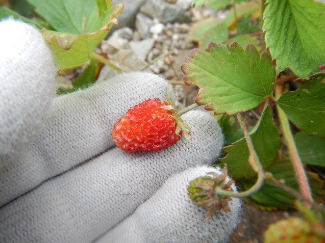 f0118332_17175401.jpg