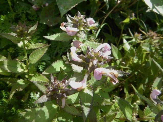 f0118332_17241515.jpg