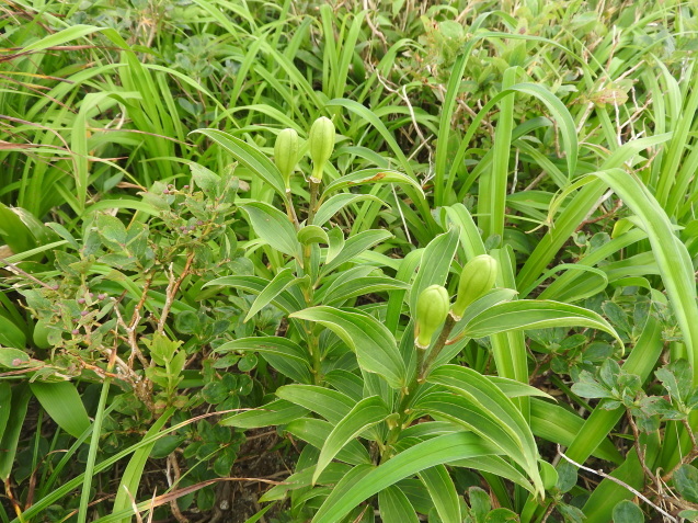 f0118332_17250312.jpg
