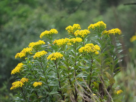 a0248540_14081304.jpg