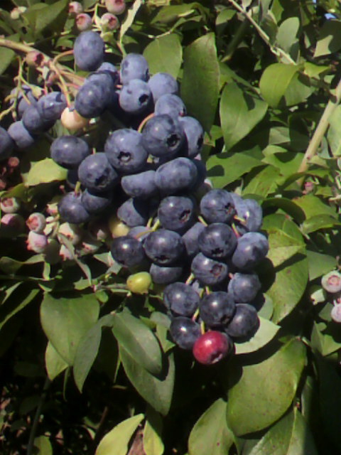 a0111545_23302705.jpg