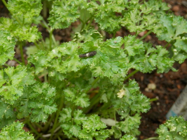 e0288951_20333413.jpg