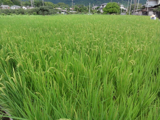 e0126861_10124033.jpg