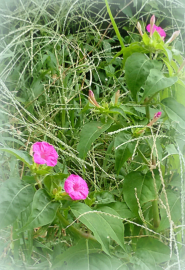 a0103464_08262408.gif