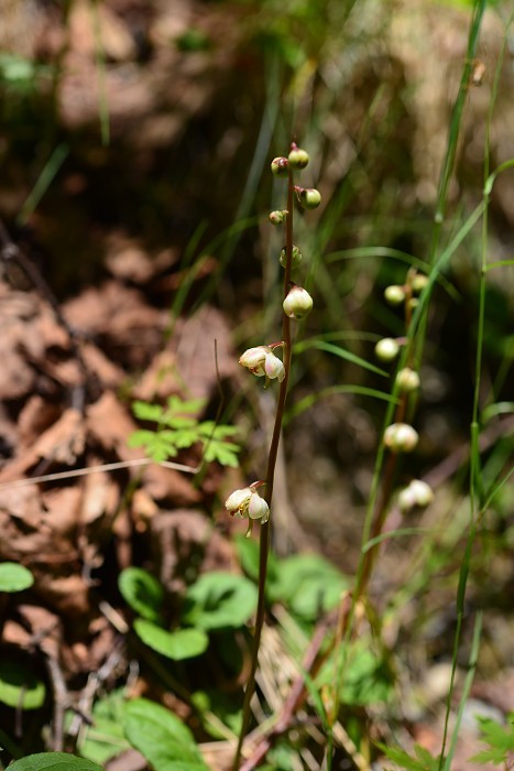 d0341880_08204325.jpg