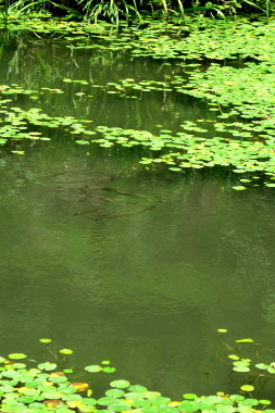 e0191481_12091720.jpg