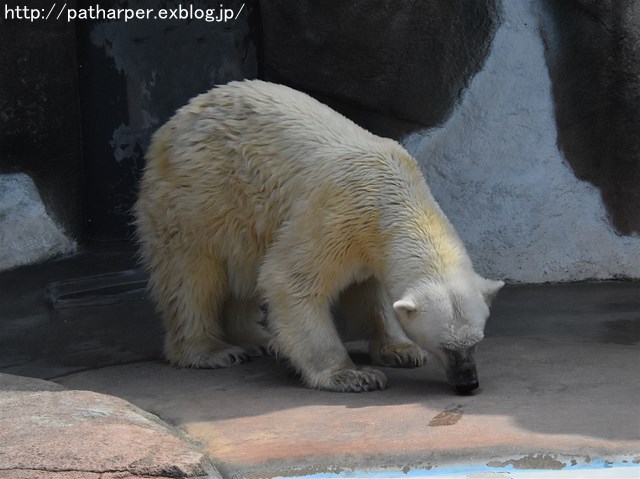 a0052986_23504478.jpg