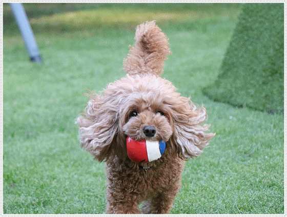 b0175688_00095193.gif