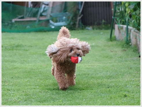 b0175688_00095671.gif