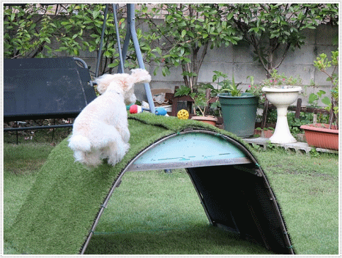 b0175688_00110212.gif