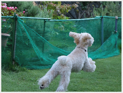 b0175688_00110600.gif
