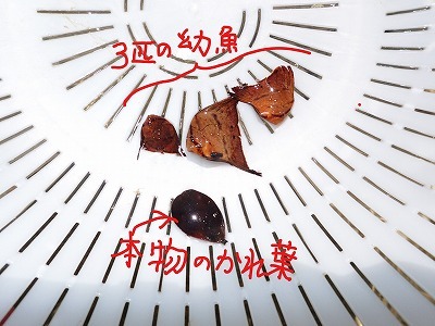 f0338188_09375984.jpg