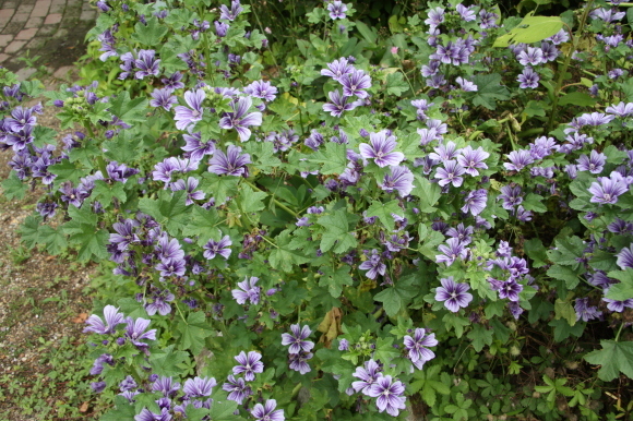 a0139007_13033862.jpg