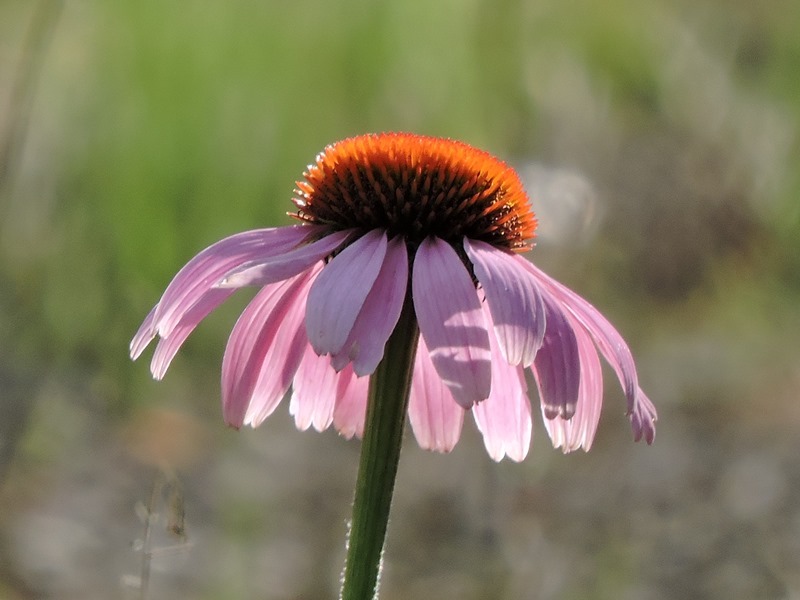 e0362222_21440750.jpg