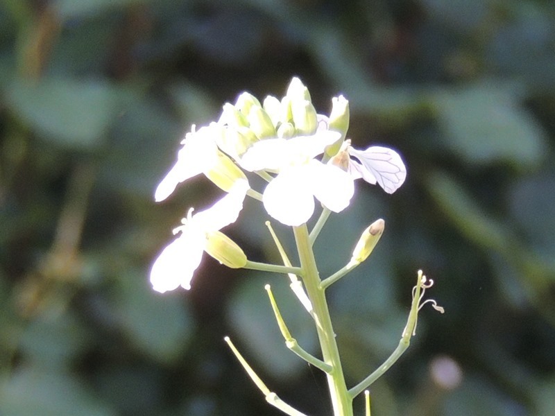 e0362222_21471615.jpg