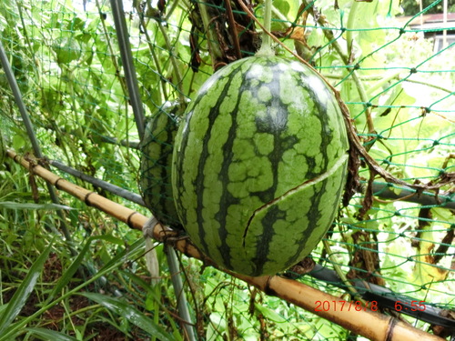 d0007071_132254.jpg
