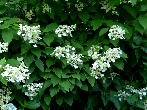 d0084473_16532498.jpg