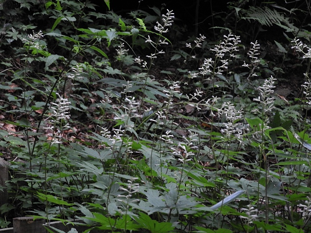 f0357487_23393443.jpg