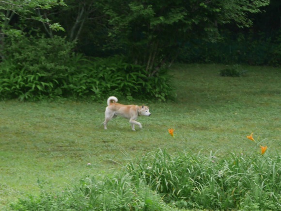 c0123890_12091487.jpeg