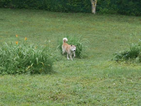 c0123890_12093245.jpeg