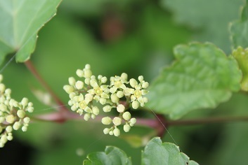 e0354596_15433937.jpg