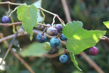e0354596_15435011.jpg