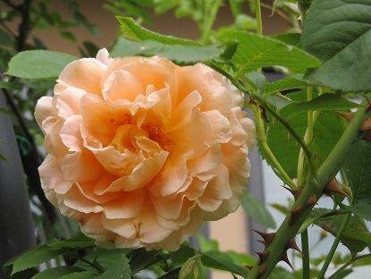 f0325309_12524111.jpg