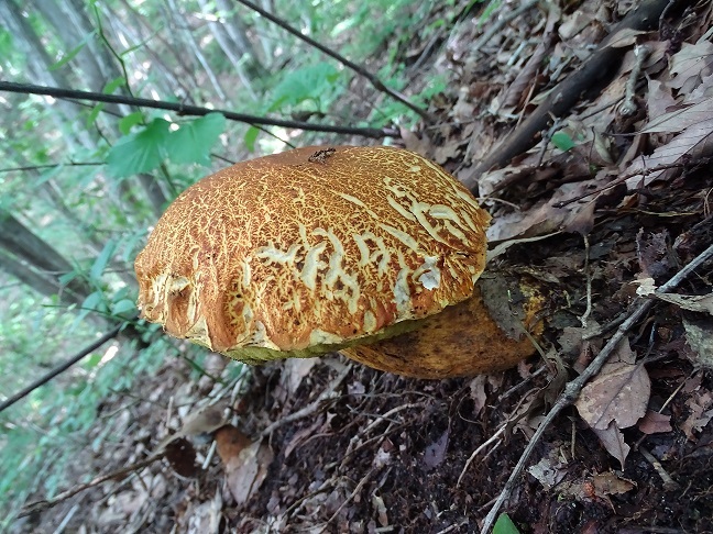 f0360815_15204164.jpg