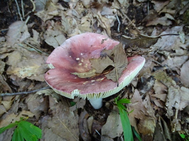 f0360815_15204248.jpg