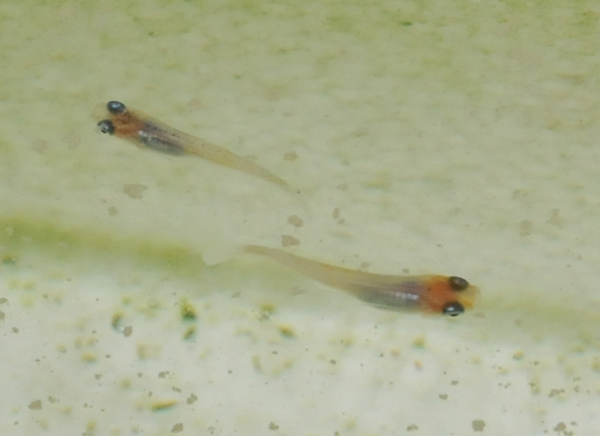 e0097534_1713531.jpg