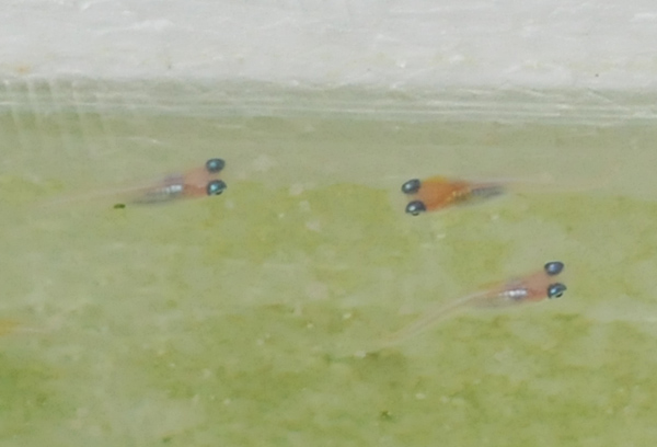 e0097534_171452100.jpg