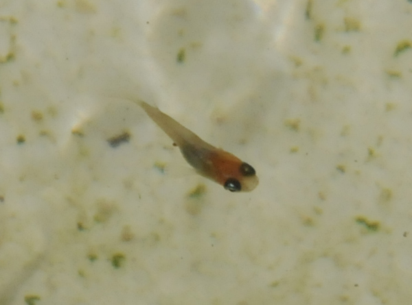 e0097534_17155425.jpg