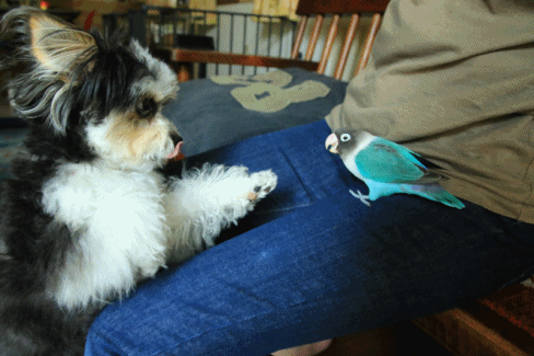 c0145250_10292946.gif