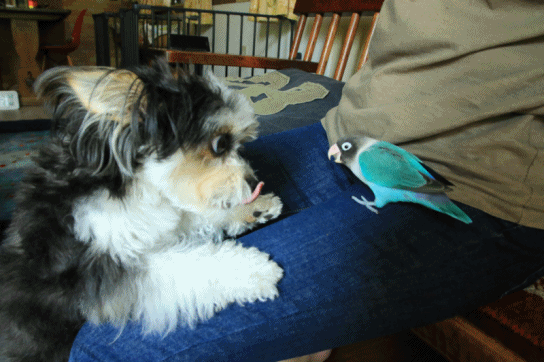 c0145250_10304466.gif