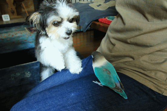 c0145250_10321401.gif