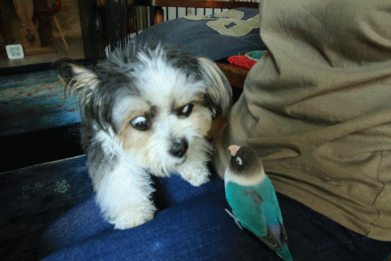 c0145250_10324457.gif