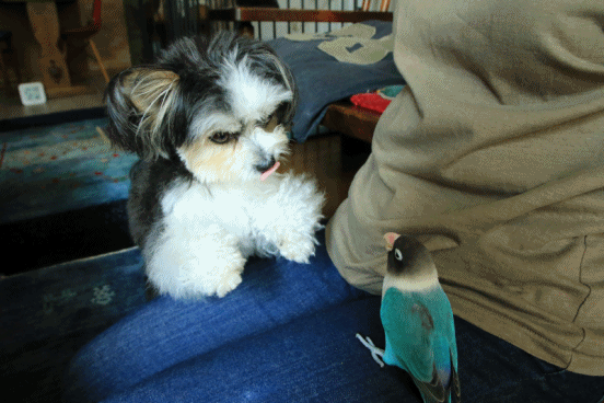 c0145250_10331484.gif