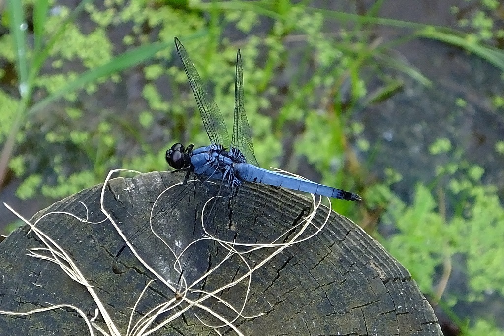b0236251_14451309.jpg