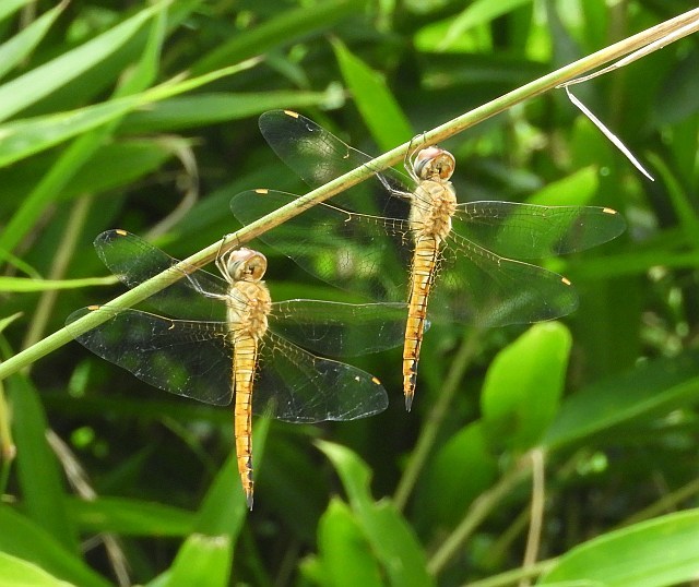 f0378979_22533885.jpg